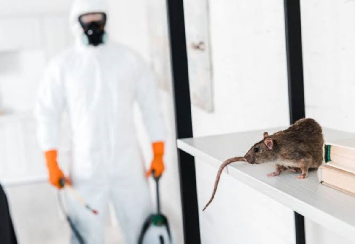 Read more about the article What Is Included in a Quote for Rodent Pest Control?